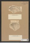 Aulacodiscus polygonus Grun. (de-Toni-Nr.: Genus 182, Species 4528) Zeichnungen Sammlung Grunow Nr. 8113 (NHMW-BOT-W0377459)